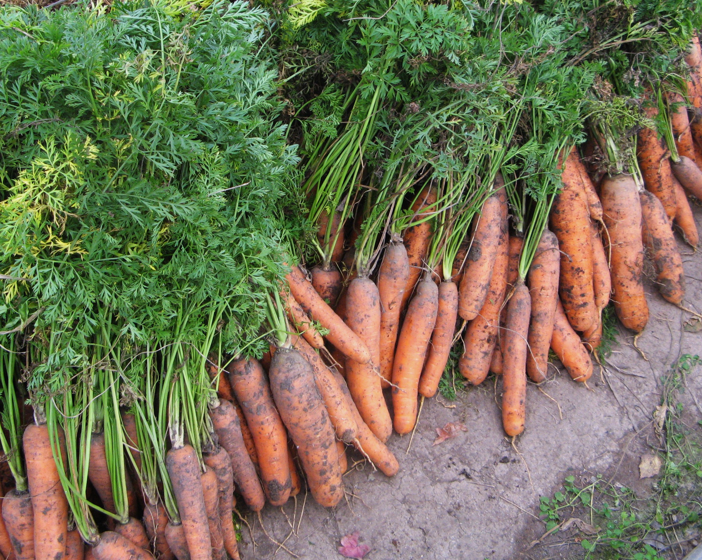Как растет морковь. Морковь с ботвой. Морковь на грядке. Морковь в огороде. Кормовая морковь.