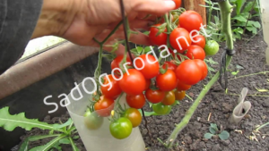 Уход за помидорами. Помидоры в огороде. Хороший урожай