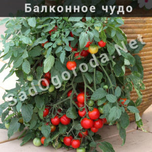 Выращивание помидор дома на подоконнике