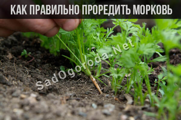 Как проредить морковь на грядке: фото, видео - Сообщество садоводов иогородников - СадОгорода.NET