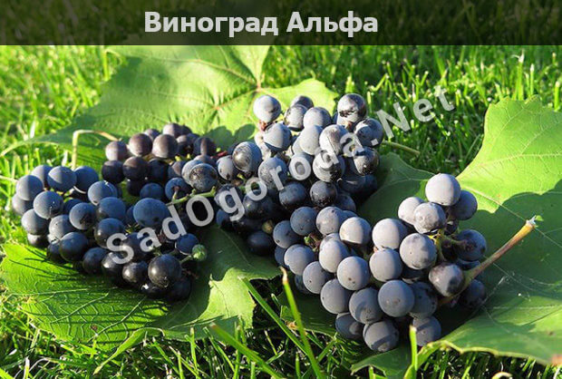 Виноград Альфа - описание сорта, фото, отзывы