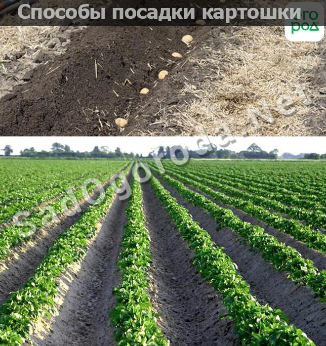 Способы посадки картошки чтобы получить хороший урожай