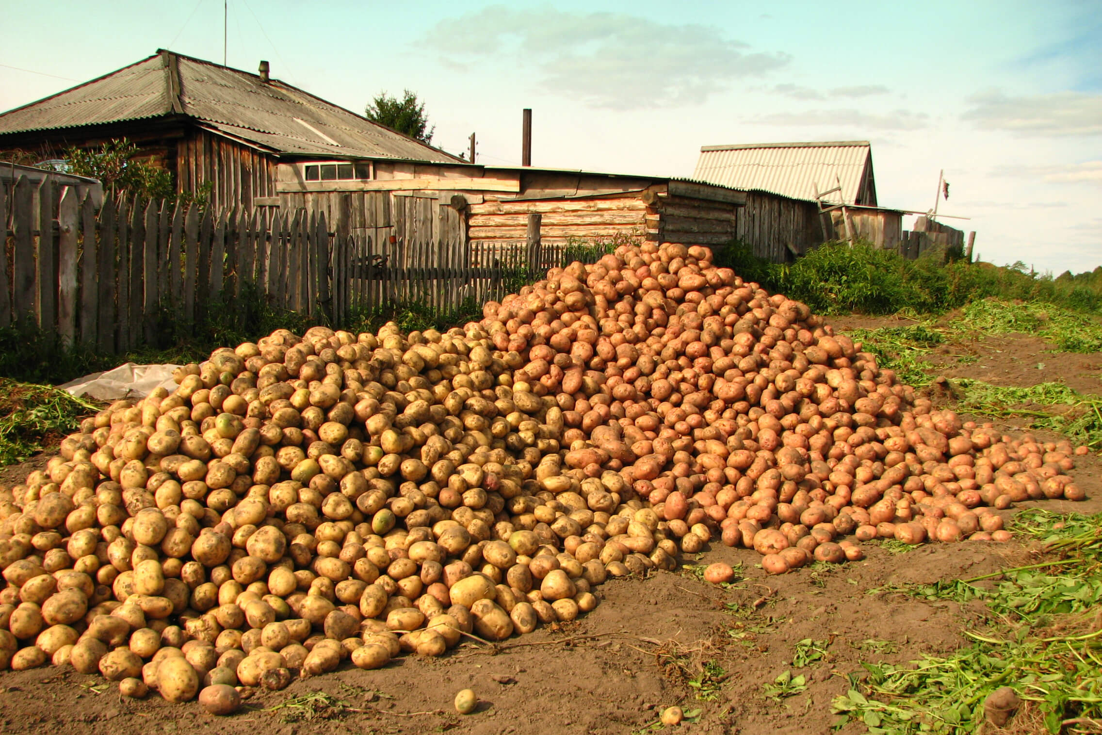 Как получить хороший урожай картофеля. Направление борозд