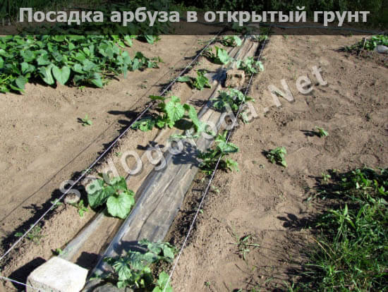 Посадка арбуза в открытый грунт семенами: удобрения, видео
