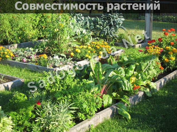 Совместимость растений в саду и огороде: таблица