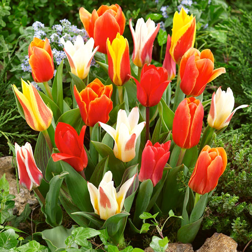 tulipa-greigii-mixed2