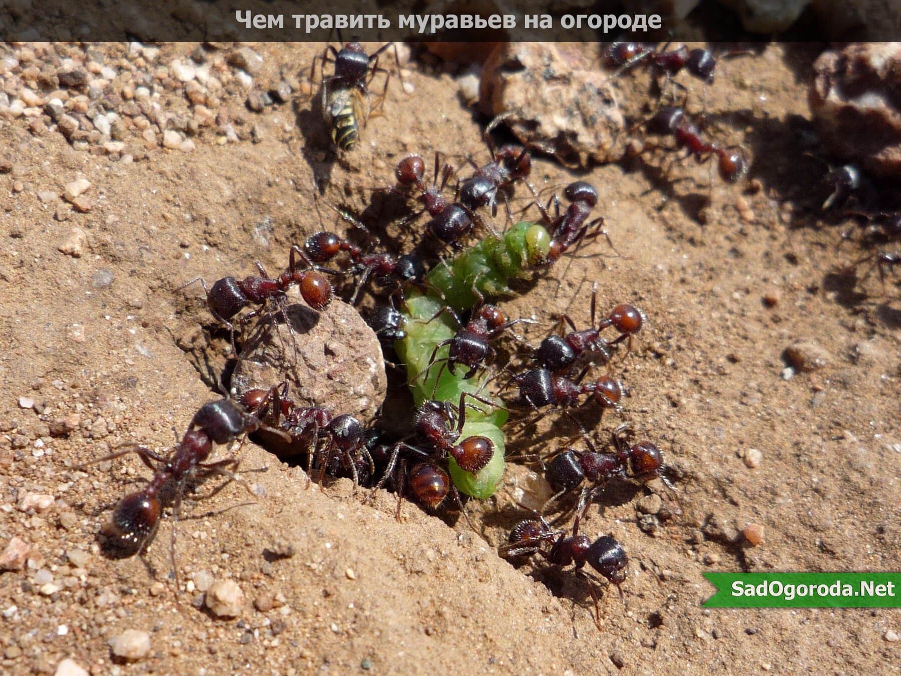 Чем травить муравьев на огороде: дома, народными средствами, химия, красный перец