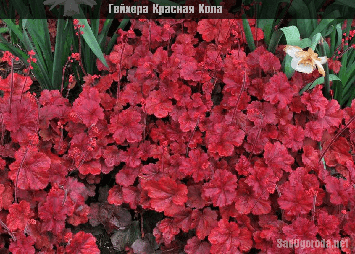 Гейхера кроваво-красная 25 фото карминно-красные сорта Coral forest и другие Посадка уход и размножение