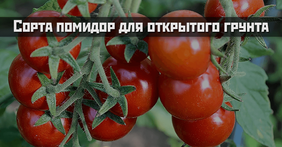 сорта помидор для открытого грунта урожайные низкорослые вкусные