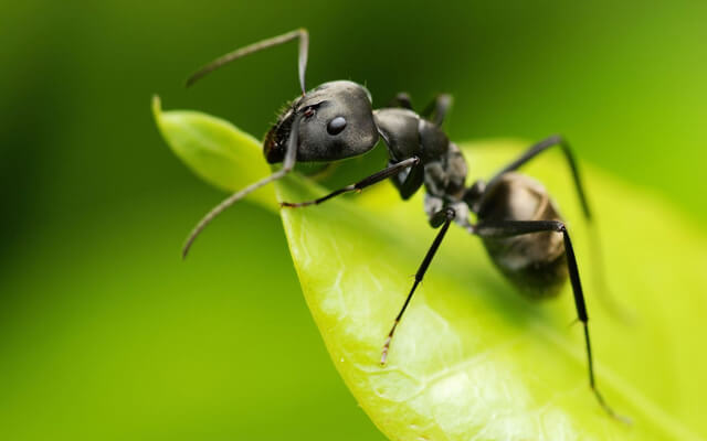 Какое средство от муравьев самое эффективное